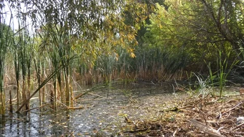 Hidden swamp pond under overhanging tree branches as mystery concept Stock Footage 337781713