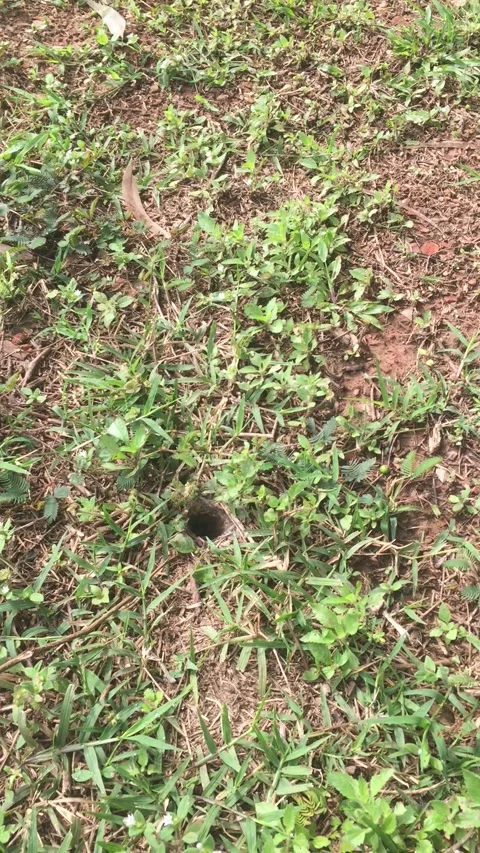 Hidden Tarantula in Backyard Hole, Smithfield, Cairns, Australia - 07 Oct 2019 Stock Footage 205215188