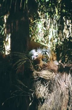 Hidden Tiger Stock Photos