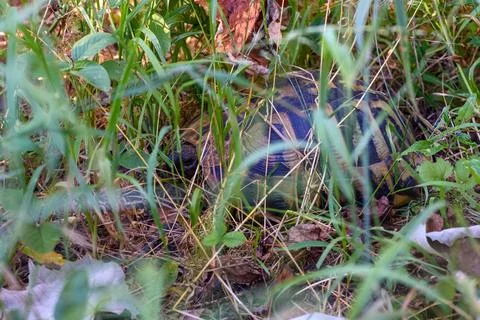 Hidden tortoise in tall grass Stock Photos