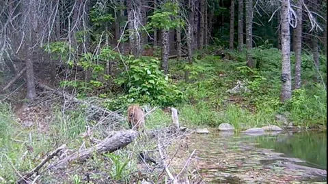 Hidden Camera Footage Stock Footage ~ Royalty Free Stock Videos | Pond5