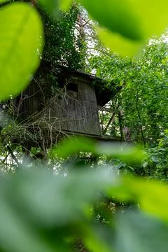 Hidden Treehouse in Lush Forest Canopy: Rustic Woodland Escape Stock Photos