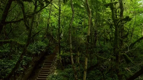 Hidden tropical forest Stock Footage 236520435