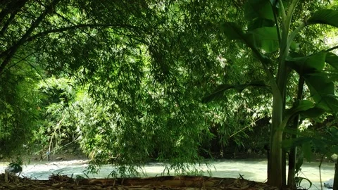 Hidden Tropical River Under Flowing Bamboo Leaves in Lush Green Jungle Stock Footage 335621832