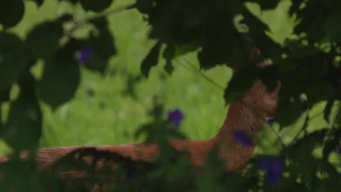 Hidden view of roe deer through wildflowers and branches 스톡 동영상 330948698