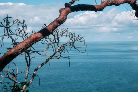 Hidden View with a Tree and the Ocean in the background, Sayulita Mexico. Stock Photos