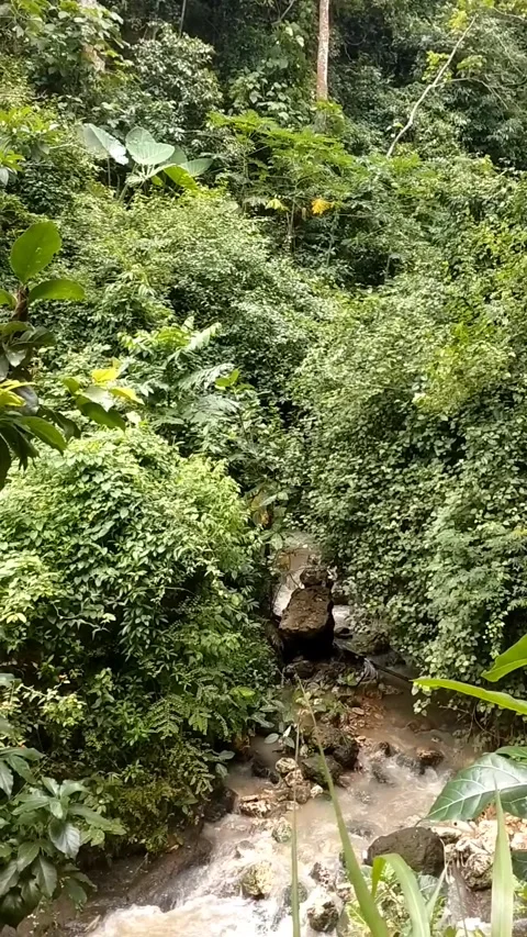 Hidden Water Stream in Green Forest Stock Footage 327447063
