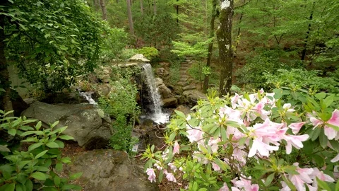 Hidden Waterfall in Peaceful Green Forest, Flowers Stock Footage