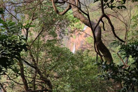 A hidden waterfall peeks through the dense forest foliage in Matheran Fotos de archivo