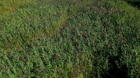 Hidden Waterways: Drone's Eye View of Marsh, Creek, and Beyond 库存影片 249092915