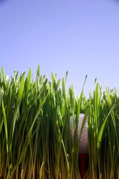 Hidden Wealth 写真素材