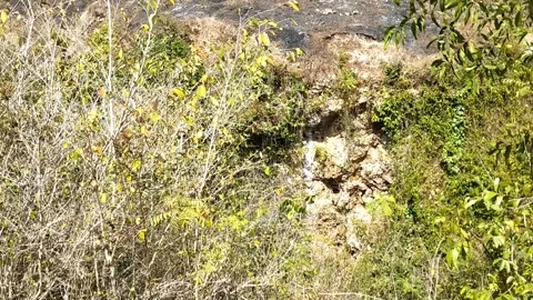 Hidden Wildlife in the Bush 動画素材 341798112