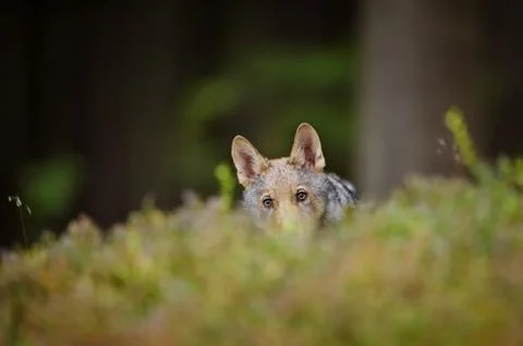 Hidden wolf in high grass inside forest Stock-Fotos