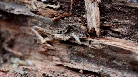 Hidden Workers: Termite Life in Micro Detail Stock Footage 273014825