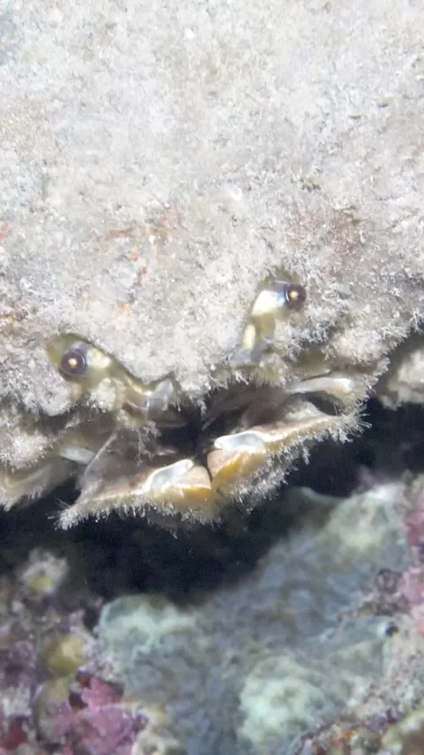 Hidden World Of the Philippines Underwater - Sand Crab's Secret Stock-Footage 320060355