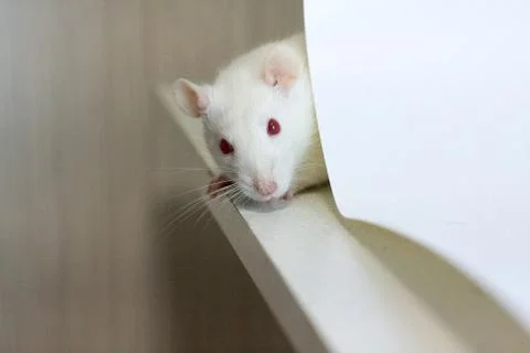 Hide and seek concept. mouse white. rat hiding behind Fotos Stock