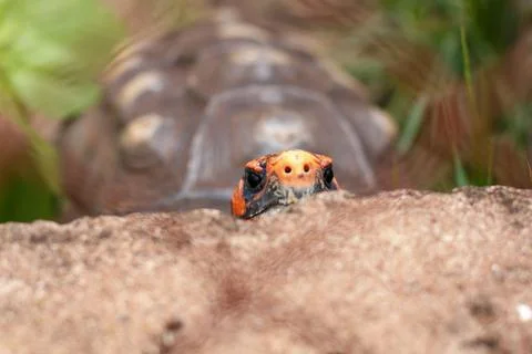 Hide and seek turtle up close Stock Photos