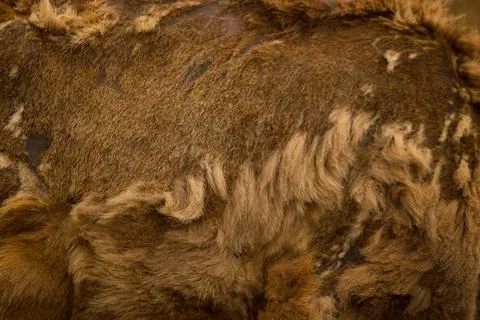 Hide of a deer Stock Photos