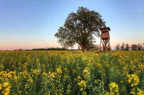Hide hunter on canola rape field Stock Photos