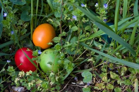 Hided eggs in the grass - easter colors Фото