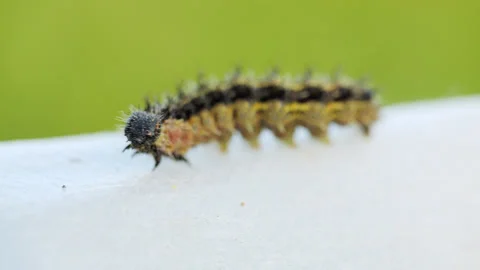 A hideous hairy caterpillar crawls on a white cloth Stock Footage 315051887