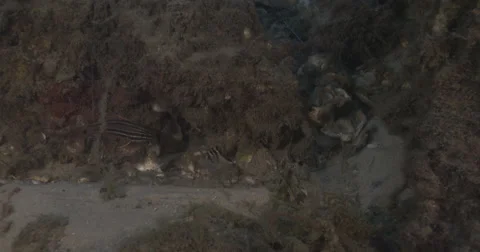 Hiding among rocks to avoid the current, underwater, Crested morwong, 4K Stock Footage 61925458