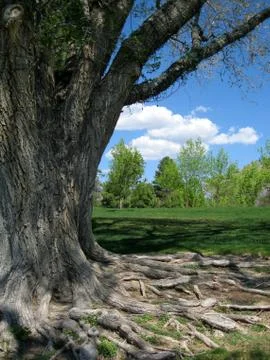 Hiding behind a huge tree Stock Photos