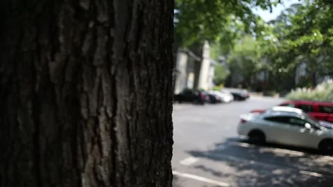 Hiding behind a tree in slow motion, bark texture Stock Footage 136030009