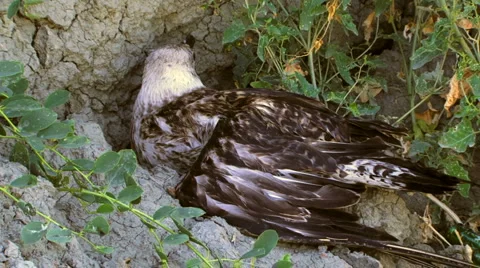 Hiding bird Stock Footage 4153733