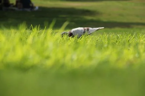 Hiding Bird Photos