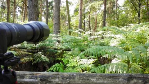 Hiding with camera in the jungle Stock Photos