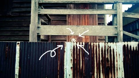 Hiding cat Stock Photos