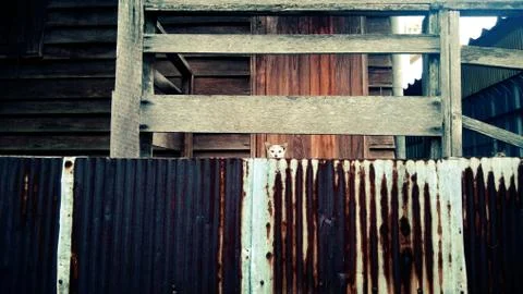 Hiding cat Stock Photos