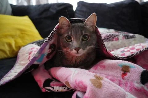 Hiding cat 스톡 사진