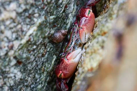Hiding Crab 库存照片