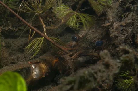 Hiding crayfish Stock Photos