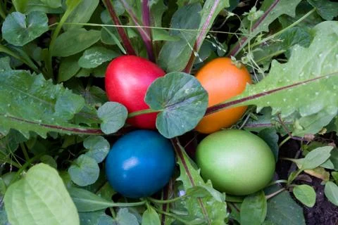 Hiding eggs in the grass - easter tradition Фото