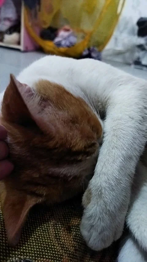 The Hiding Face of Ginger Slept Stock Footage 326146139