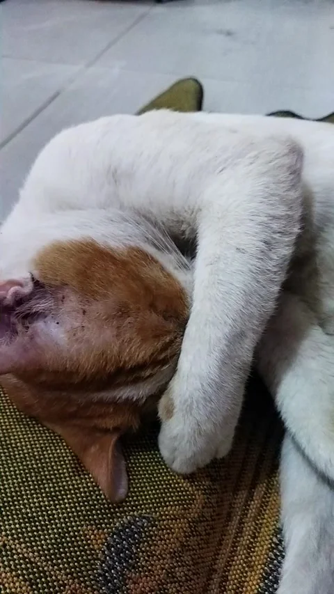 The Hiding Face of a Sleep Cat Stock Footage 326145583