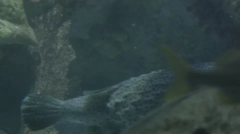 Hiding Fish Stock Footage 41208273