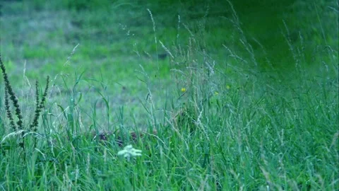 In Hiding – Fox Resting in Tall Grass Stock Footage 313601933