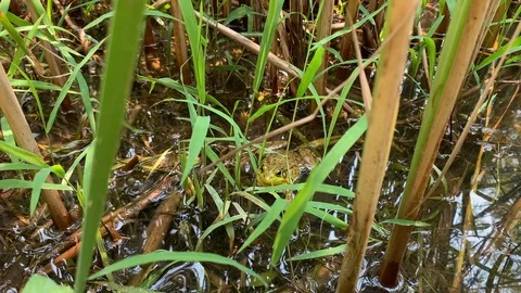 Hiding frog in grass and swamp Stock Footage 109091845