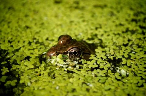 Hiding frog Stock Photos