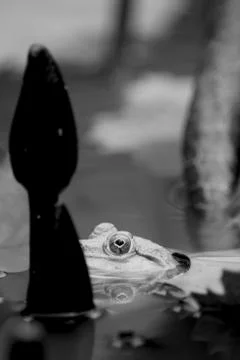 Hiding Frog Stock Photos