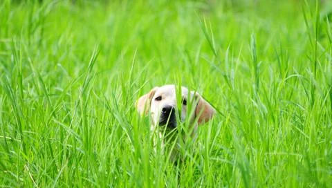 Hiding in the grass Stock Photos