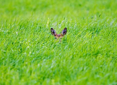 Hiding in the Grass Foto stock