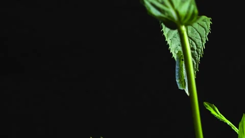 Hiding green caterpillar close up on a verdant backlit peppermint leaf against Stock Footage 313662992