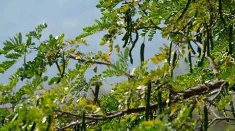 Hiding heron Stock Footage 47793129