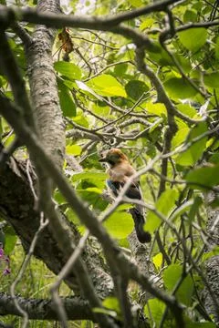 The hiding jay Stock Photos