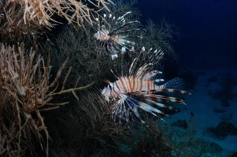 Hiding lionfish Stock Photos